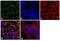 Podocalyxin Like antibody, 39-3800, Invitrogen Antibodies, Immunofluorescence image 