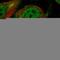 Zinc Finger Protein 503 antibody, HPA026848, Atlas Antibodies, Immunocytochemistry image 