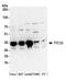 Tetratricopeptide Repeat Domain 33 antibody, NBP2-37758, Novus Biologicals, Western Blot image 
