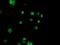 Nudix Hydrolase 18 antibody, MA5-25752, Invitrogen Antibodies, Immunocytochemistry image 
