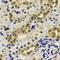 Leucine Aminopeptidase 3 antibody, LS-B16064, Lifespan Biosciences, Immunohistochemistry frozen image 