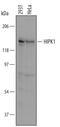 Homeodomain Interacting Protein Kinase 1 antibody, AF5617, R&D Systems, Western Blot image 