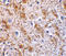 Neurturin antibody, LS-C258, Lifespan Biosciences, Immunohistochemistry frozen image 
