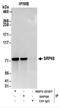 Signal Recognition Particle 68 antibody, NBP2-22307, Novus Biologicals, Immunoprecipitation image 
