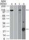 NLR Family Pyrin Domain Containing 3 antibody, TA336883, Origene, Western Blot image 