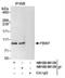 F-Box And WD Repeat Domain Containing 7 antibody, NB100-88139, Novus Biologicals, Immunoprecipitation image 