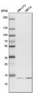 RNA Polymerase II Subunit I antibody, PA5-60938, Invitrogen Antibodies, Western Blot image 