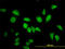 Leucine Zipper Transcription Factor Like 1 antibody, LS-C133767, Lifespan Biosciences, Immunofluorescence image 