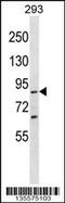 Spartin antibody, 58-376, ProSci, Western Blot image 