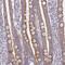 Mitochondrial Ribosomal Protein S2 antibody, PA5-63422, Invitrogen Antibodies, Immunohistochemistry frozen image 