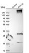 Ring Finger Protein 182 antibody, PA5-52925, Invitrogen Antibodies, Western Blot image 