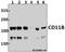 CD11b antibody, M00144-3, Boster Biological Technology, Western Blot image 