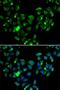 Caspase Recruitment Domain Family Member 11 antibody, LS-C346250, Lifespan Biosciences, Immunofluorescence image 
