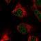 XRCC5 antibody, HPA025813, Atlas Antibodies, Immunofluorescence image 