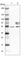 CCR4-NOT Transcription Complex Subunit 4 antibody, HPA005737, Atlas Antibodies, Western Blot image 