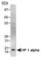 Chromobox 5 antibody, NB100-2518, Novus Biologicals, Western Blot image 