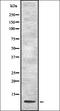 Ubiquitin Fold Modifier 1 antibody, orb337086, Biorbyt, Western Blot image 