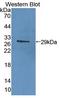 CD38 Molecule antibody, LS-C699159, Lifespan Biosciences, Western Blot image 