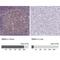 RNA Binding Motif Protein 3 antibody, NBP2-52906, Novus Biologicals, Immunohistochemistry paraffin image 