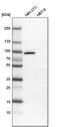 Sperm Antigen With Calponin Homology And Coiled-Coil Domains 1 antibody, PA5-54404, Invitrogen Antibodies, Western Blot image 