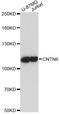 Contactin-6 antibody, A14275, ABclonal Technology, Western Blot image 