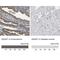 IQ Motif Containing GTPase Activating Protein 1 antibody, NBP1-83143, Novus Biologicals, Immunohistochemistry paraffin image 