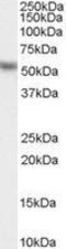 Karyopherin Subunit Alpha 2 antibody, GTX26036, GeneTex, Western Blot image 