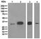 Uracil DNA Glycosylase antibody, ab109214, Abcam, Western Blot image 