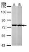 Heat Shock Cognate 70 Interacting Protein antibody, NBP2-16882, Novus Biologicals, Western Blot image 