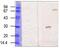 Transglutaminase-3 antibody, 90022, QED Bioscience, Western Blot image 