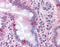 Semaphorin 4B antibody, TA317281, Origene, Immunohistochemistry frozen image 