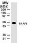 TNF Receptor Associated Factor 5 antibody, MA1-41102, Invitrogen Antibodies, Western Blot image 