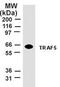 TNF Receptor Associated Factor 5 antibody, MA1-41102, Invitrogen Antibodies, Western Blot image 