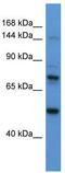 Astrotactin 2 antibody, TA341927, Origene, Western Blot image 