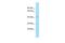 G Protein-Coupled Receptor 85 antibody, PA5-70705, Invitrogen Antibodies, Western Blot image 