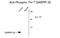 Protein Phosphatase 1 Regulatory Inhibitor Subunit 1B antibody, GTX82712, GeneTex, Western Blot image 