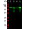 Neurofilament Light antibody, NB300-131, Novus Biologicals, Western Blot image 