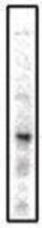 Prostaglandin E Receptor 3 antibody, GTX16152, GeneTex, Western Blot image 