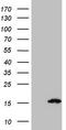 S100 Calcium Binding Protein A5 antibody, TA809056S, Origene, Western Blot image 