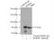 WD Repeat Domain 46 antibody, 15110-1-AP, Proteintech Group, Immunoprecipitation image 