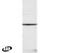 Killer Cell Lectin Like Receptor K1 antibody, PA1-9062, Invitrogen Antibodies, Western Blot image 