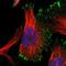 Asialoglycoprotein Receptor 2 antibody, NBP1-85578, Novus Biologicals, Immunofluorescence image 