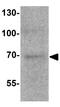 Telomeric repeat-binding factor 2 antibody, GTX17215, GeneTex, Western Blot image 