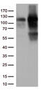 KAP-1 antibody, TA813315, Origene, Western Blot image 