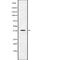 Trace Amine Associated Receptor 1 antibody, abx218855, Abbexa, Western Blot image 