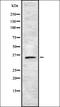 Taste 2 Receptor Member 42 antibody, orb336486, Biorbyt, Western Blot image 