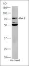 Protocadherin Alpha 11 antibody, orb1299, Biorbyt, Western Blot image 