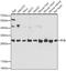 Prohibitin antibody, 13-016, ProSci, Western Blot image 