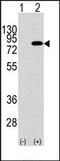 Phosphoinositide-3-Kinase Regulatory Subunit 2 antibody, AP14950PU-N, Origene, Western Blot image 