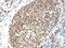 H1 Histone Family Member 0 antibody, 33-687, ProSci, Immunohistochemistry frozen image 